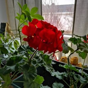 Meet your Posher, Nancy